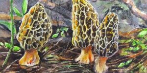 Mushrooms2 Linda Muttitt mushrooms