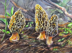 Linda Muttitt mushrooms