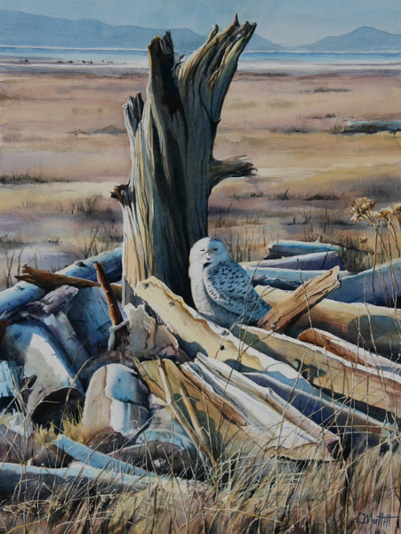 Snow Owl at Boundary Bay