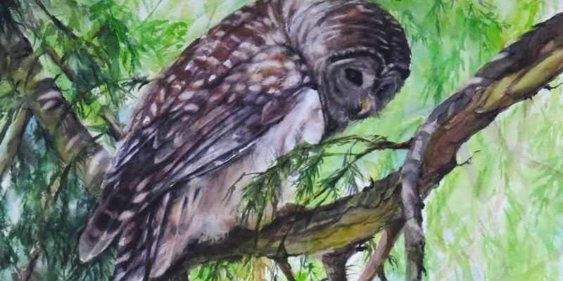 the-wisdom-of-the-forest Linda Muttitt Owl
